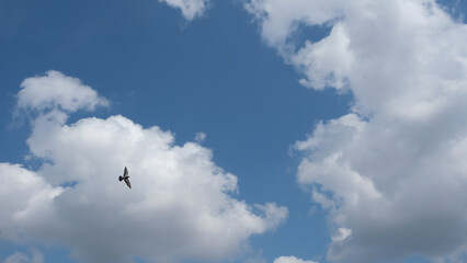bird flying in front of cloudy sky background