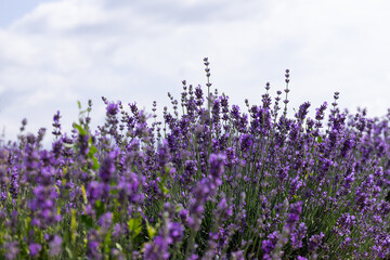 Obraz premium Blooming lavender in the summer. lavender blooming scented flowers.
