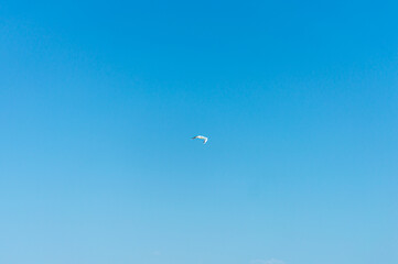 Seagull flying in the sky