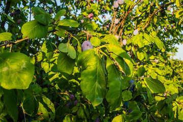 A group of blue ripe large plums on a branch in a plum orchard.