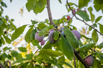 A group of blue ripe large plums on a branch in a plum orchard.