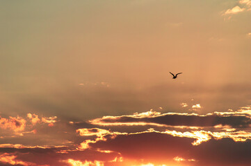 Fototapeta na wymiar Bird in the sky at sunset