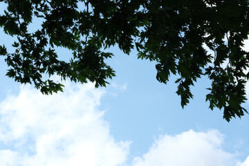 silhouette of leaf in front of cloudy sky background