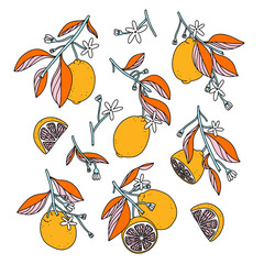 Sunny grapefruits, summer vector set
