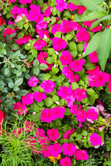 Phlox (Lat. Phlox) bright pink color on a background of green grass on a clear sunny day. Nature flowers flora background.