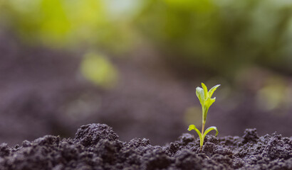 Young plant in the morning light. concept of earth fertility. birth of a plant