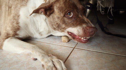 Dog Brown and white ferocious fangs visible long pointed scary.