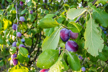 Ripe plum fruits on a tree 
