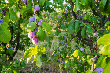 Ripe plum fruits on a tree 