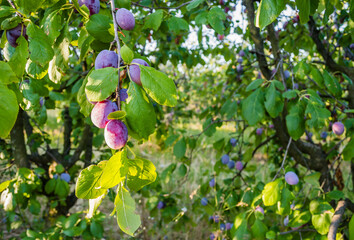 Ripe plum fruits on a tree 