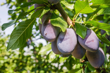 Ripe plum fruits on a tree 