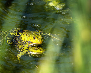 two pond frogs during the spawning season