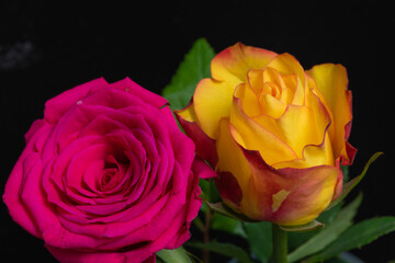 Fototapeta na wymiar yellow rose on black