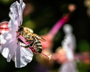 a honey bee is looking for nectar