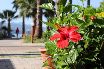 View through the hibiscus flower to the tropical resort with palm trees. Vacation on sea coast,...