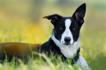 Hütehund schwarz-weiß