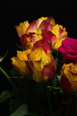 Fototapeta premium yellow and red rose