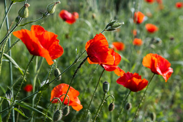 Red Blossoms Of Corn Poppy (Papaver Rhoeas) On Meadow