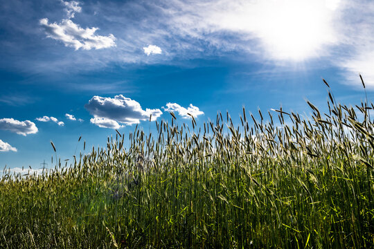 Wheatfield With Green Ears And Clouds
