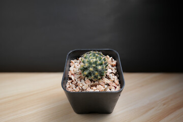 Cactus in a black plastic pot is placed on a slanted table, doing woodwork in a dark background.