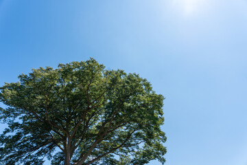 青空と木