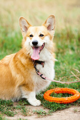 Corgi dog in the park, toys, accessories. Concept pet care, playing and training. Blurred background. Space for a text.