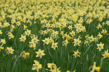 field of daffodils