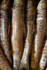 Close up of raw wild salmon trout, healthy eating ingredients