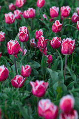 Spring background with pink tulips flowers. beautiful blossom tulips field. spring time. banner, copy space
