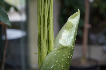 New shoot of Amorphophallus titanum, the titan arum, is a flowering plant with the largest...