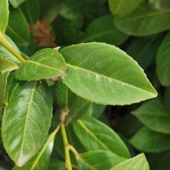 green leaves on a tree