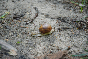 Snail in Lithuanian forests