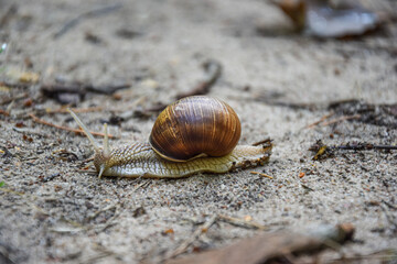Snail in Lithuanian forests
