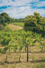 Fototapeta na wymiar Rows of Vines at French Vineyard