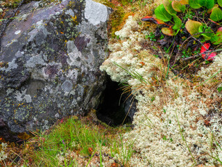 A hole between moss and stone in the forest in spring.