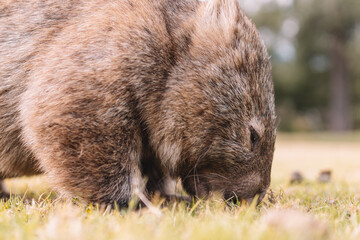 Common Wombat eating grass in a field.