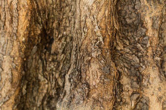 Textura de madera tronco de árbol. Vista de frente y de cerca. Macro