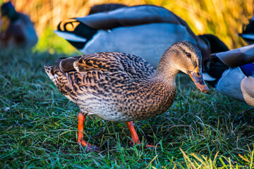 duck on the grass