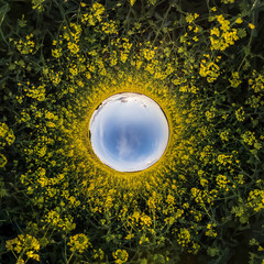 blue sky ball surrounded by yellow rapessed flowers. Inversion of tiny planet transformation of spherical panorama 360 degrees. Curvature of space.