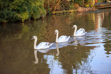 swans on the Canal, Preston