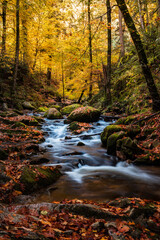 Herbstwald