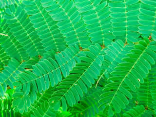 Green leaves of trees