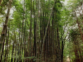 Fototapeta na wymiar 竹林の道