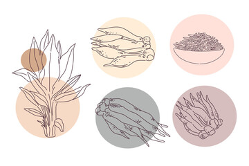 galingale or finger root illustration