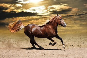 lonely horse galloping on dry dusty ground against the backdrop of a beautiful sunset 