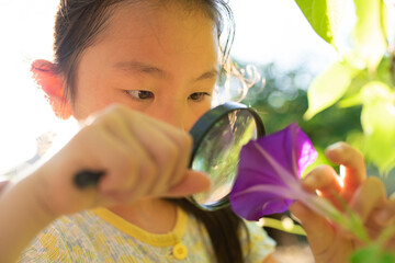 朝顔の花を虫眼鏡で観察する少女