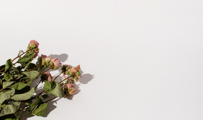 Beautiful dry rose flowers on bright background. Autumn sunlight shadow.Minimal floral still life concept.