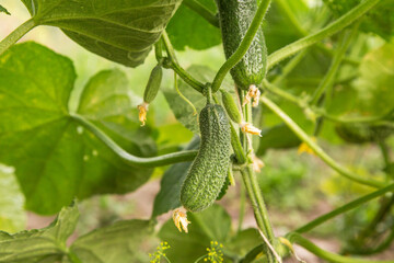 Cucumber plant with green leaves and small young cucumbers harvest in garden. Organic gardening, farming