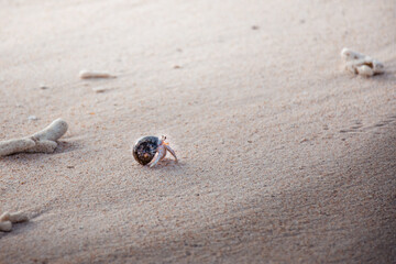 Small crab on a foul point beach in Sri lanka. Sea snail
