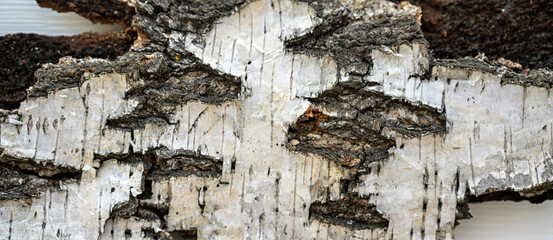 Birch bark on a white background